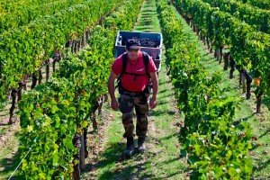 Château Petrus harvest