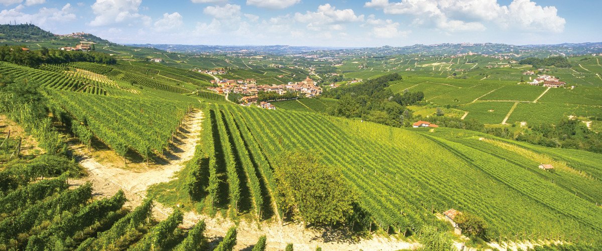 The beauty of Piemonte from a Pio Cesare parcel