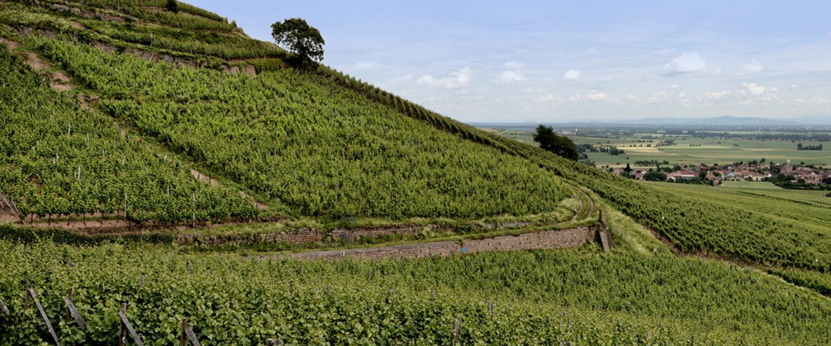 Vines stretch for 35 miles in horizontal rows of terraced vineyards.