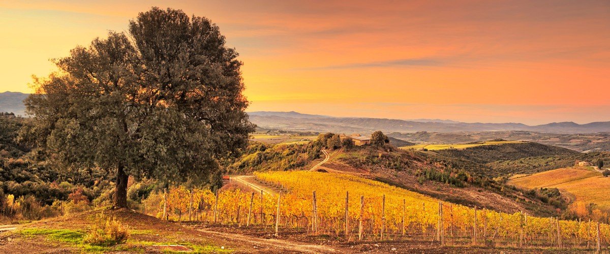 Castiglion del Bosco vineyards