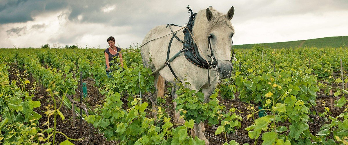 Horse plowing in Louis Roederer vineyards