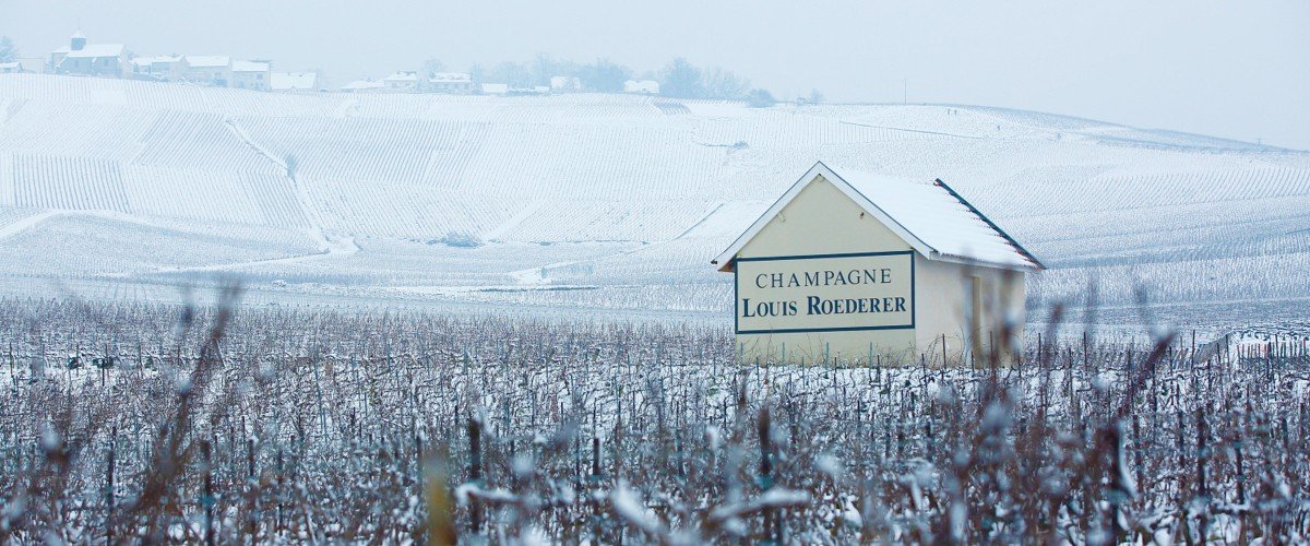 Champagne Louis Roederer vineyards in winter