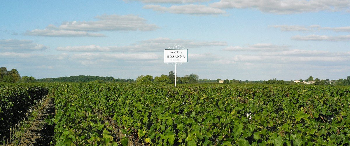 Château Hosanna vineyards