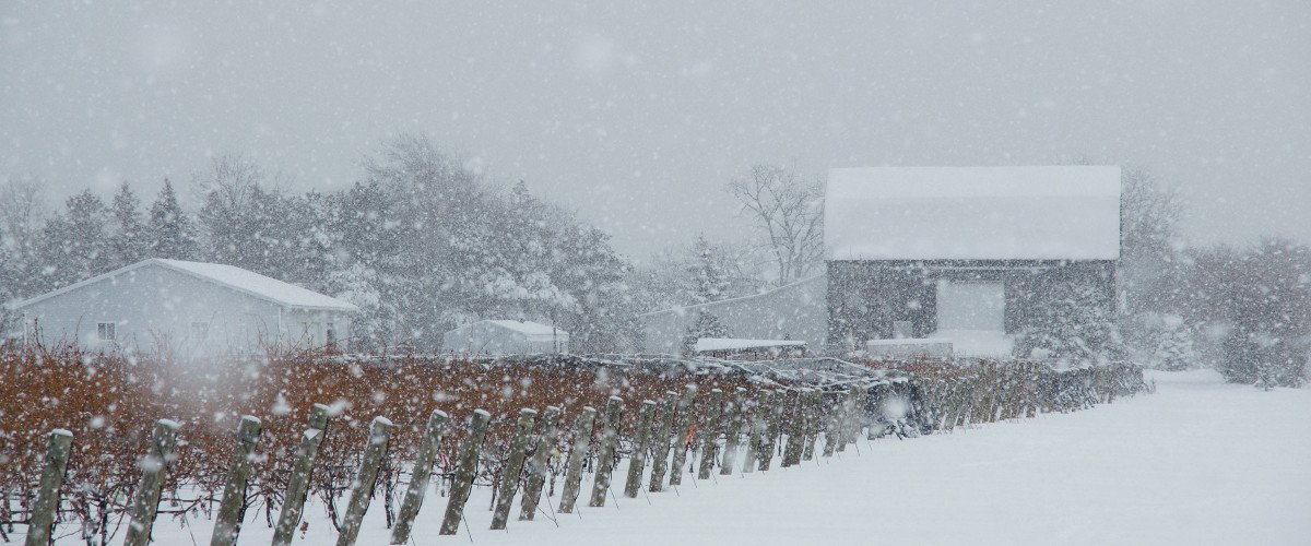 Inniskillin vineyard under the snow