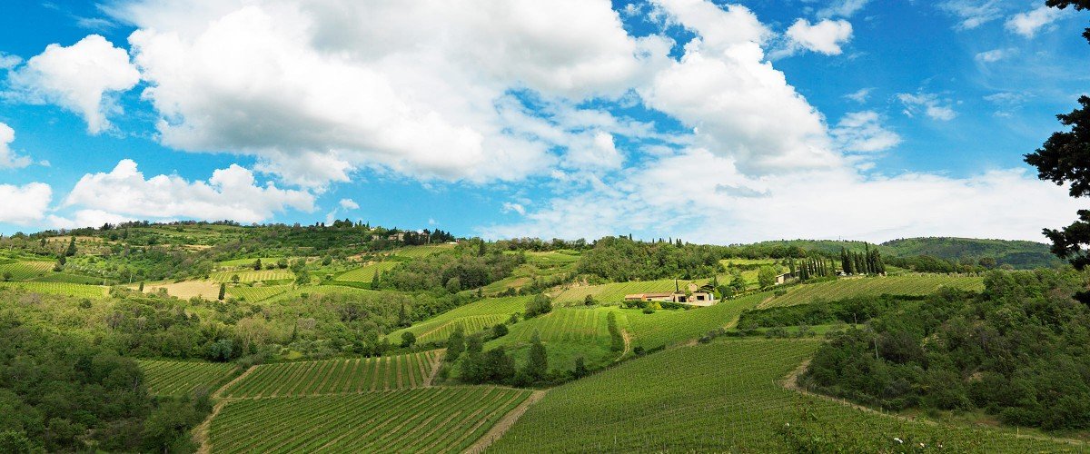 Querciabella Ruffoli vineyard