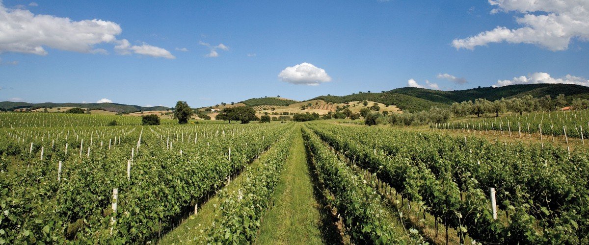 Querciabella vineyards in Maremma