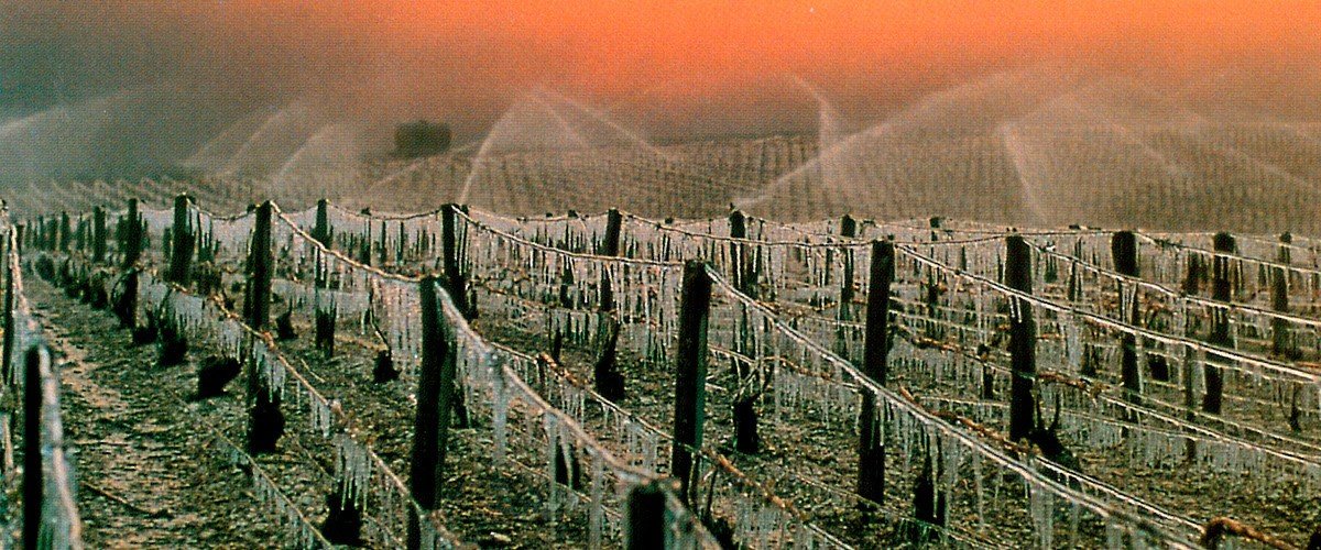Régnard vineyards in winter