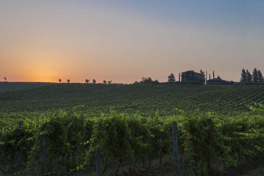 Sunrise at Castiglion del Bosco's Gauggiole vineyard