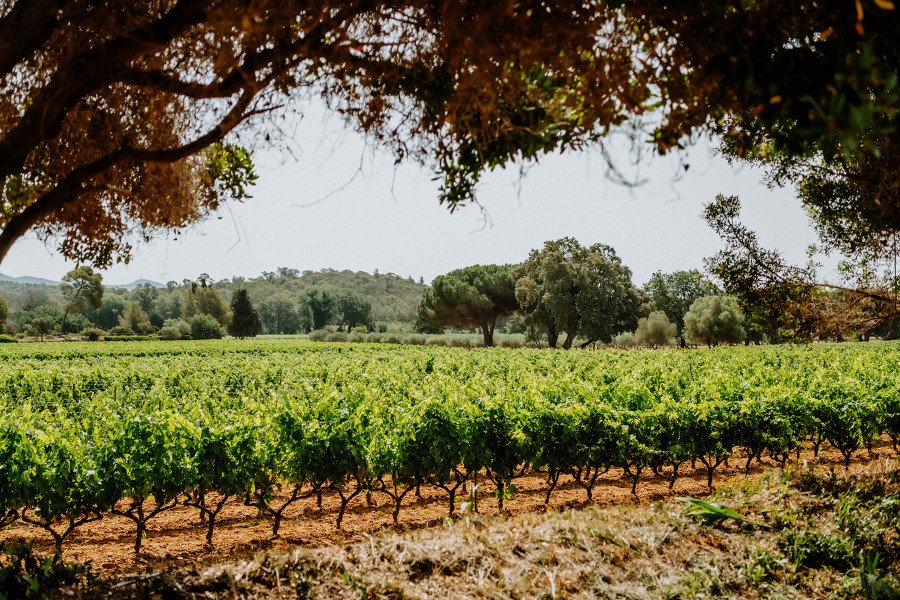 Clos Mireille vineyards