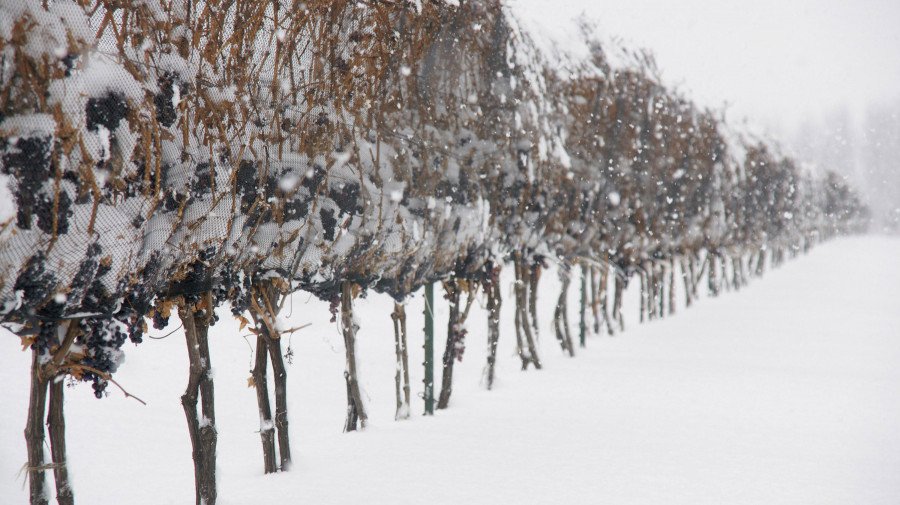 Inniskillin vines in the snow