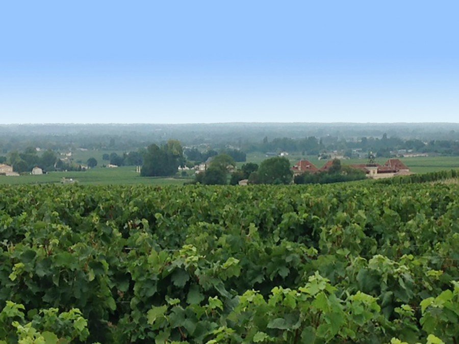 Château Clos Saint-Martin vineyards