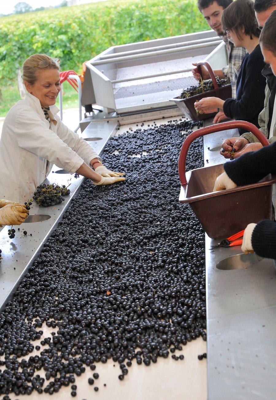 Sorting grapes at Château Bourgneuf