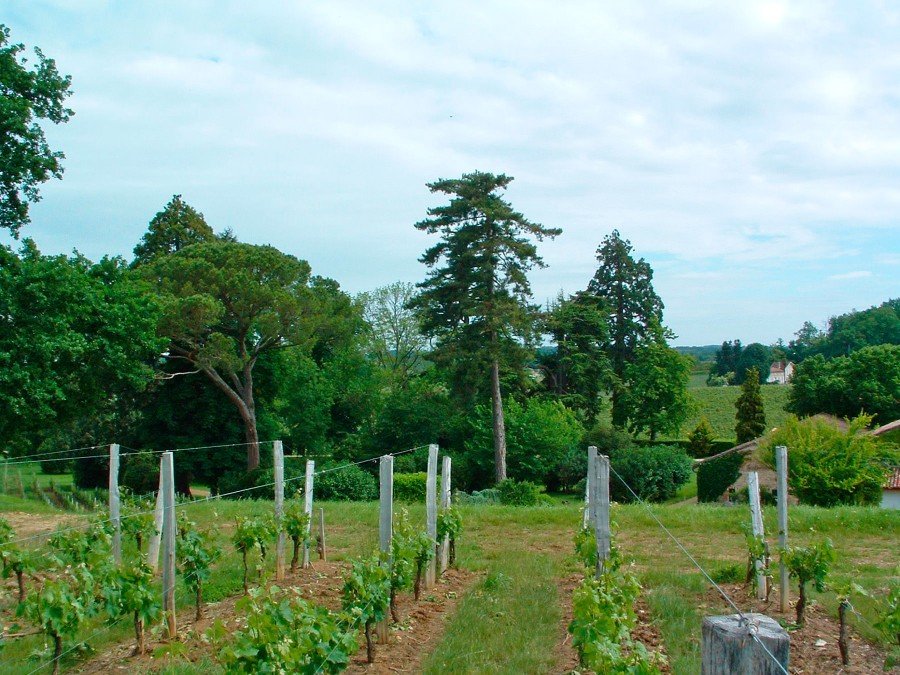 Château Puy-Blanquet vineyard