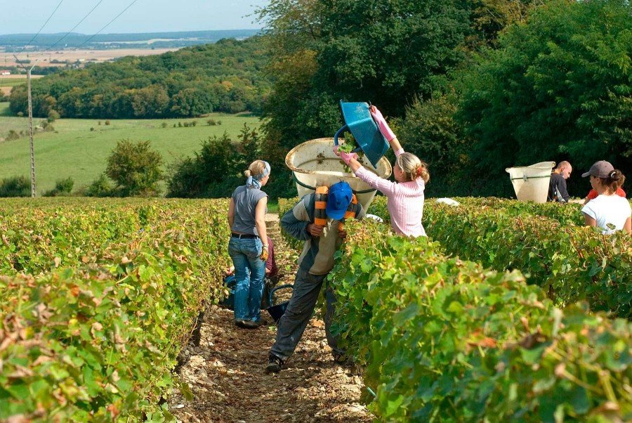 Pouilly Sur Loire, grape harvest at Ladoucette