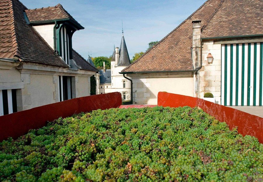 Pouilly Sur Loire, grape harvest at Ladoucette