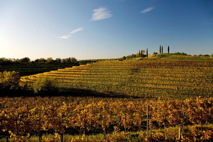 Rosazzo vineyards