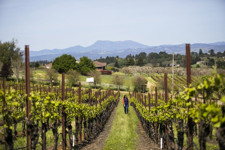 Founder Merry Edwards walking in vineyard