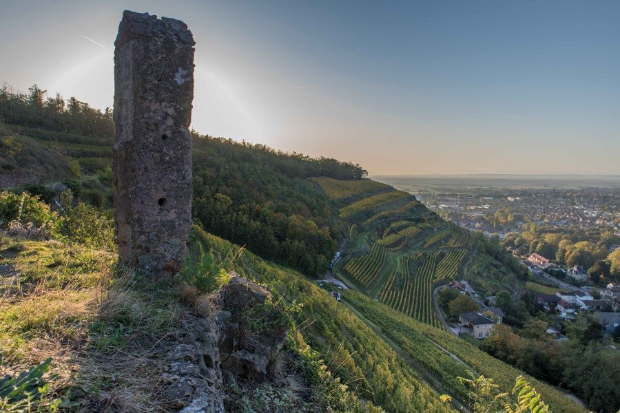 Steep terraced vineyard at Domaines Schlumberger