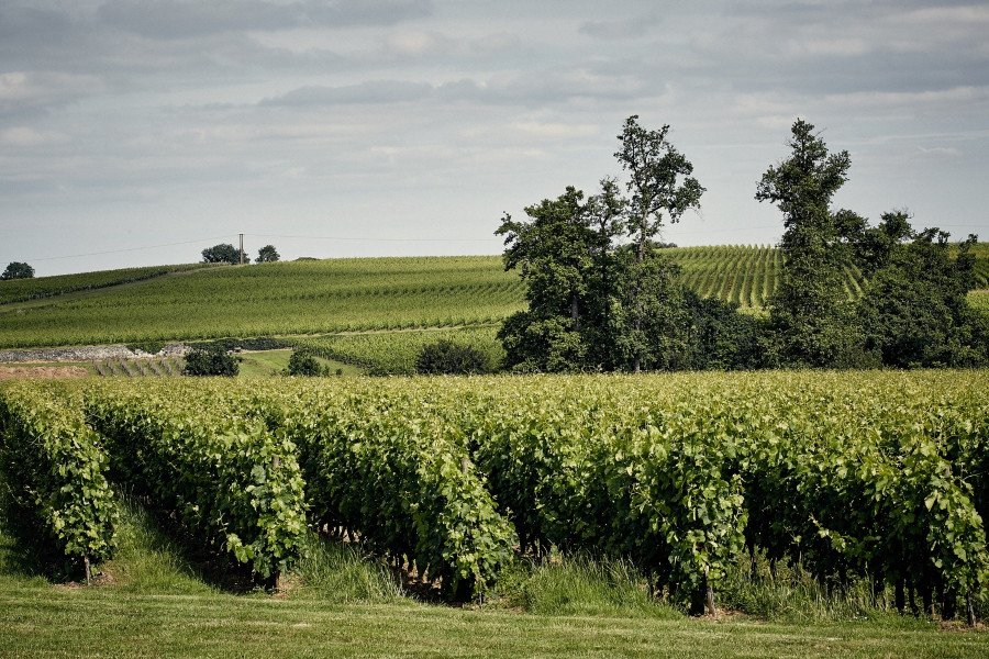 Château Peymouton's vineyard is planted to classic Right Bank varietals. 