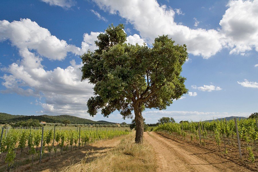 Oak Tree in Querciabella vineyard