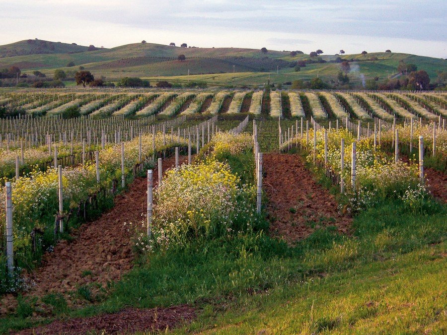 Cover crops at Querciabella vineyards