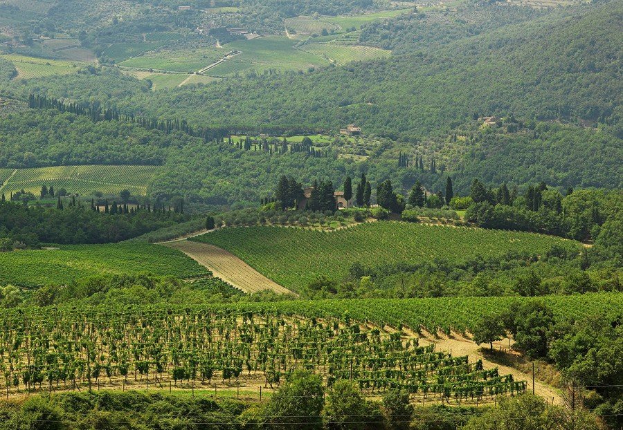 Querciabella vineyards