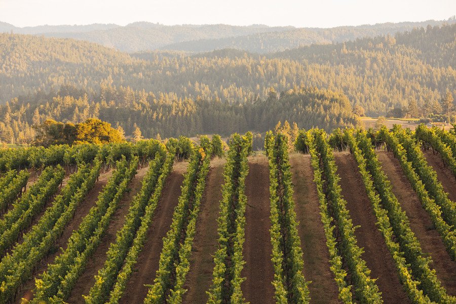 Roederer Estate vineyards nestled in the Anderson Valley