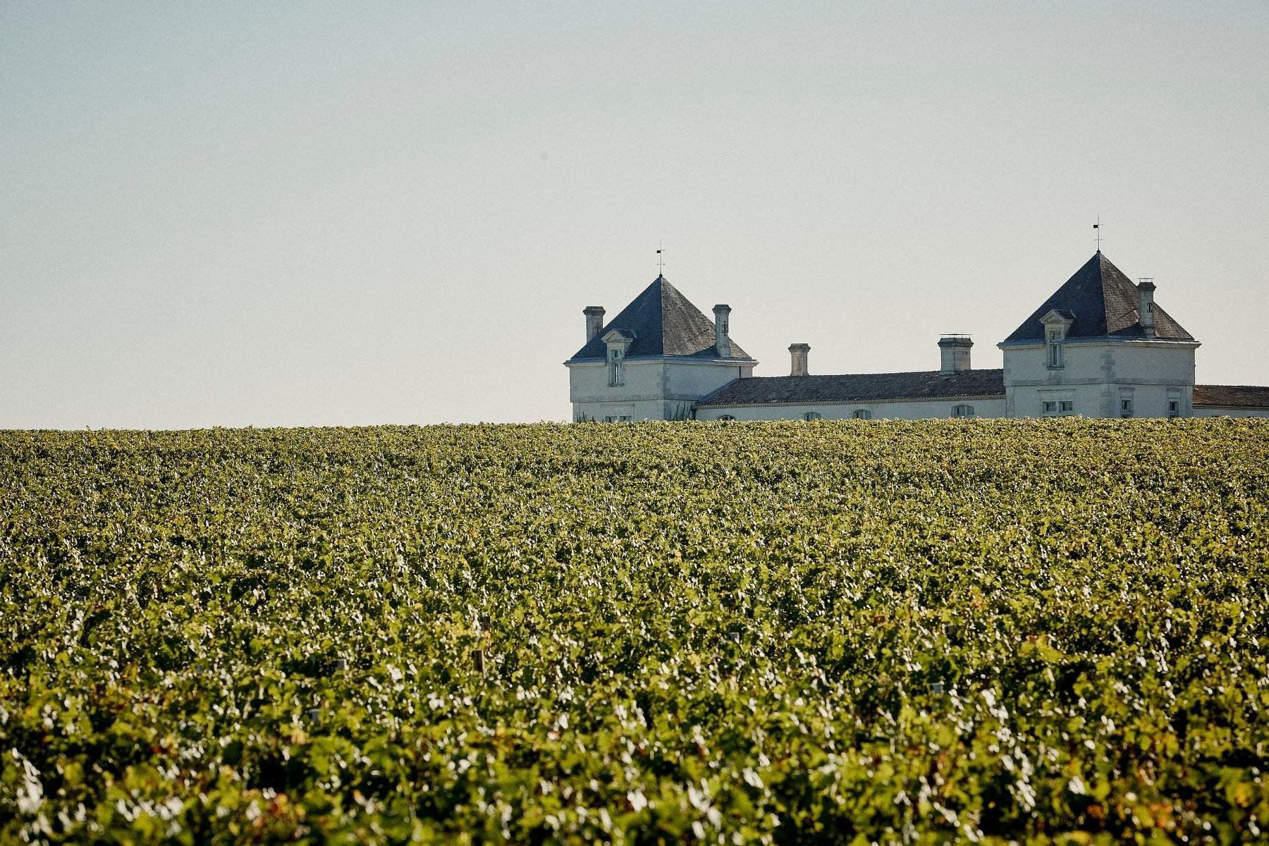 Vineyard Château de Pez Portfolio Maisons Marques & Domaines Vineyard Château de Pez Portfolio Maisons Marques & Domaines