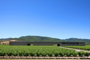 Building a outlet vineyard