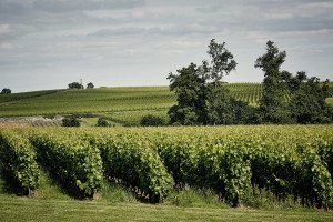 Château Peymouton's vineyard is planted to classic Right Bank varietals.